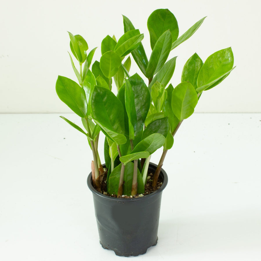 buy zz plant australia Buy ZZ 'Zamioculcus Zamiifolia' Indoor Plant 9cm Pot