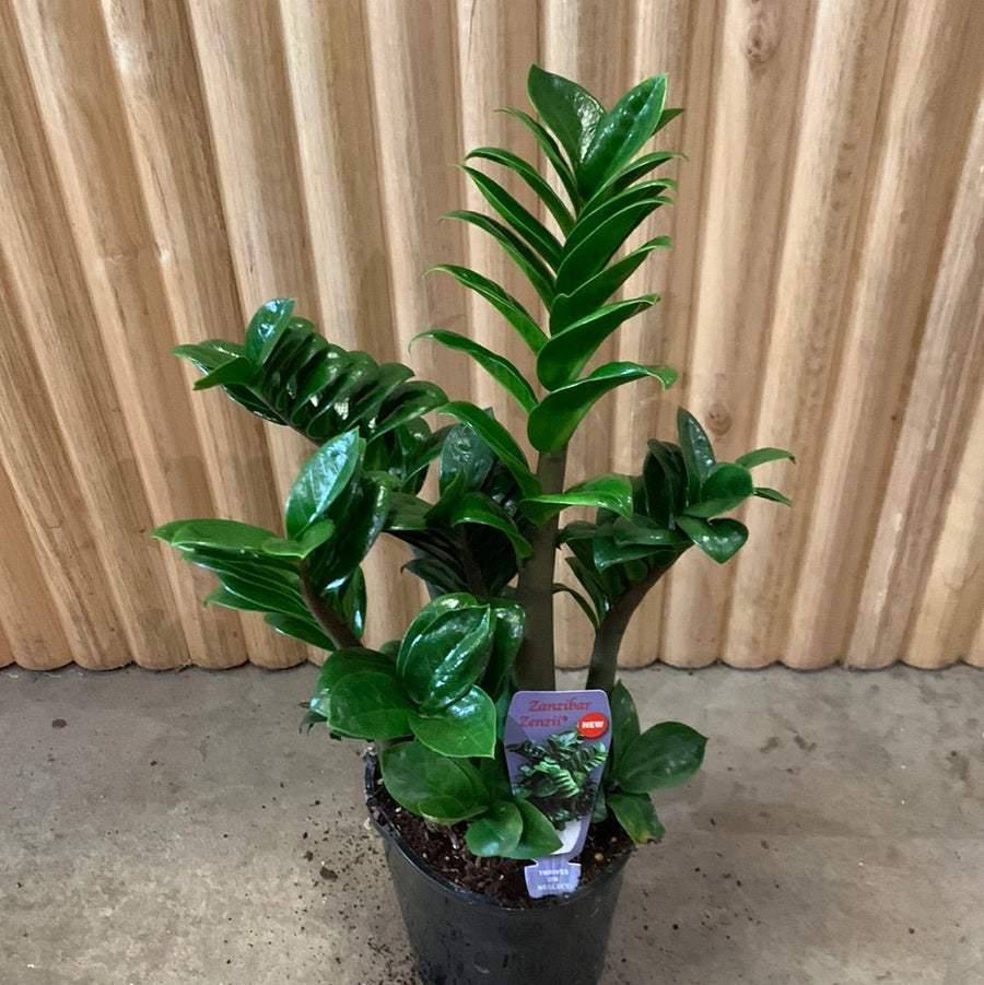 50cm zz plant pot 14cm Buy Zanzibar Zenzii Dwarf 14cm pot