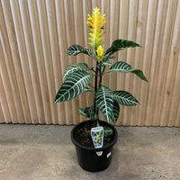 Zebra Plant 'Aphelandra Squarrosa' 17cm pot |My Jungle Home|