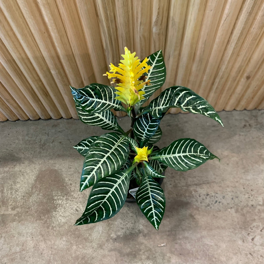 Zebra Plant 'Aphelandra Squarrosa' 17cm pot |My Jungle Home|